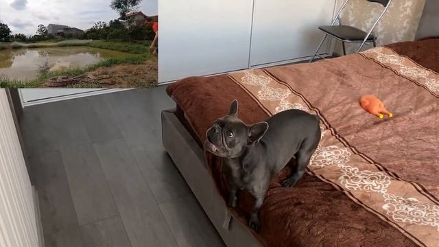 Bulldog reaction to a giant 800 kg python attacking people ? Anaconda смотреть онлайн
