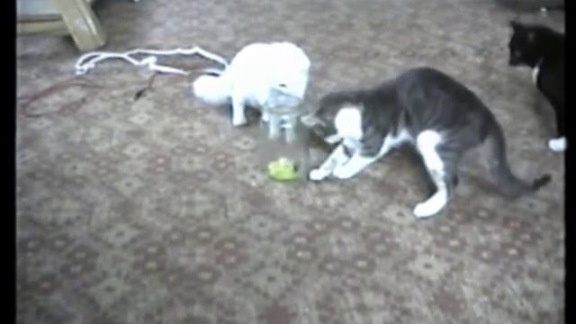 мышка против трех кошек смотреть онлайн