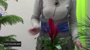 Вриезия уход в домашних условиях / Бромелиевые