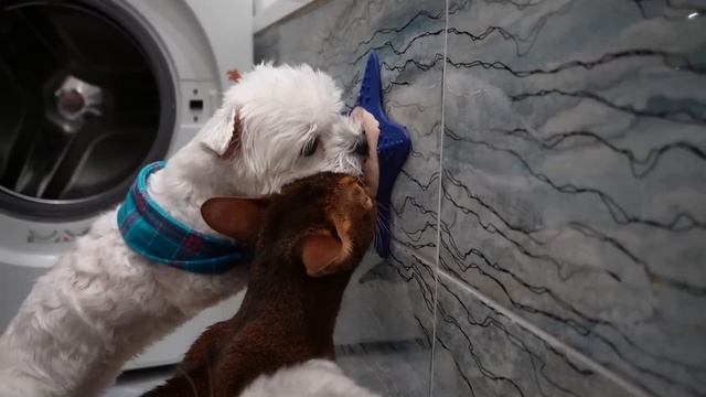 КАК ВЫЖИТЬ ЖИВОТНЫМ В НОВОГОДНЮЮ НОЧЬ? КЕВИН И БИЛЛИ БОЯТСЯ САЛЮТОВ! смотреть онлайн