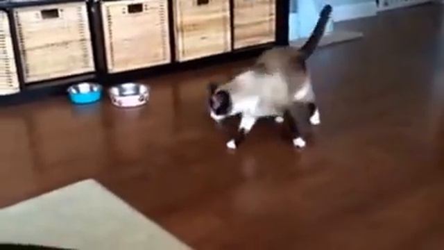 Пугливый сиамский кот смотреть онлайн