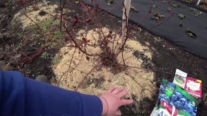 Выращивание голубики на Урале. Весенний уход