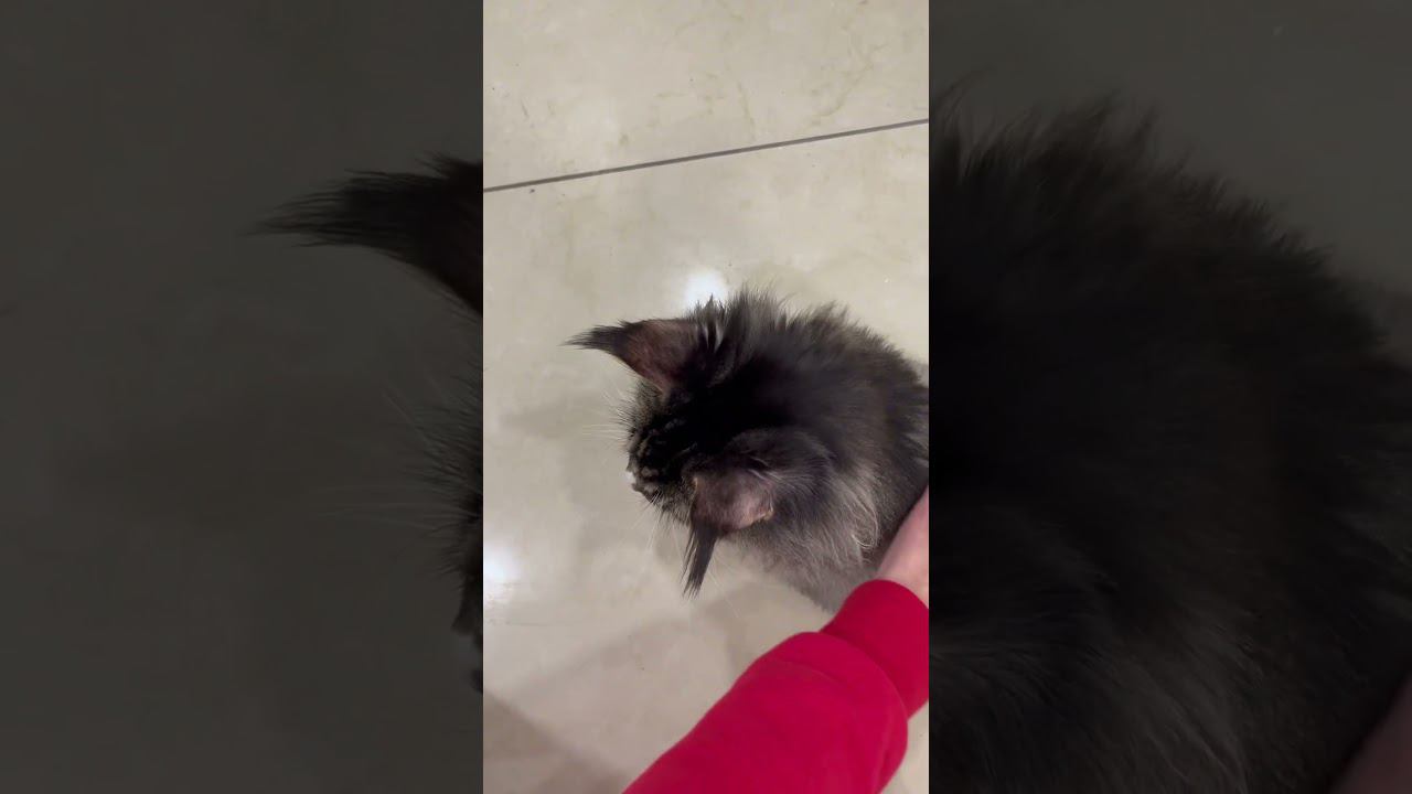 Мейн-кун смотреть онлайн