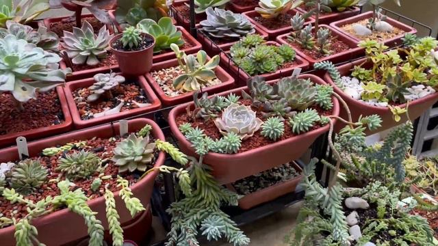 Segunda parte da MUDANÇA !!! PROCURANDO O MELHOR LUGAR PARA CADA #SUCULENTA E #CACTO na casa nova. смотреть онлайн