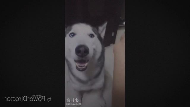 Самое популярное видео в интернете ♥ Забавные животные ♥ Забавные моменты с собаками, кошками и жив смотреть онлайн