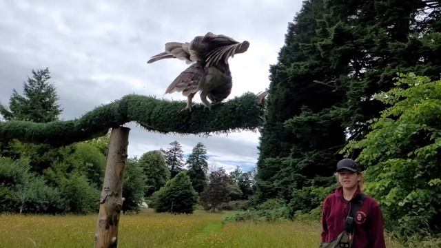 Owl fly by #1... Muncaster Hawk and Owl Center смотреть онлайн