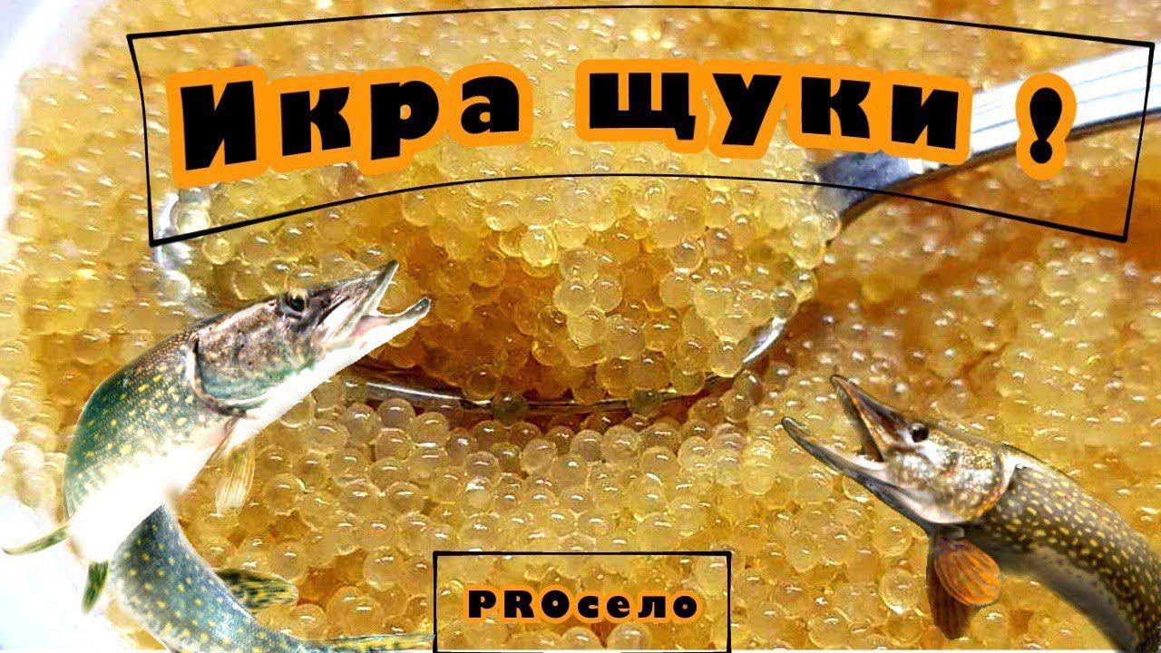 Икра из щуки! Щучья икра - готовим дома! Засолка икры в тузлуке! смотреть онлайн