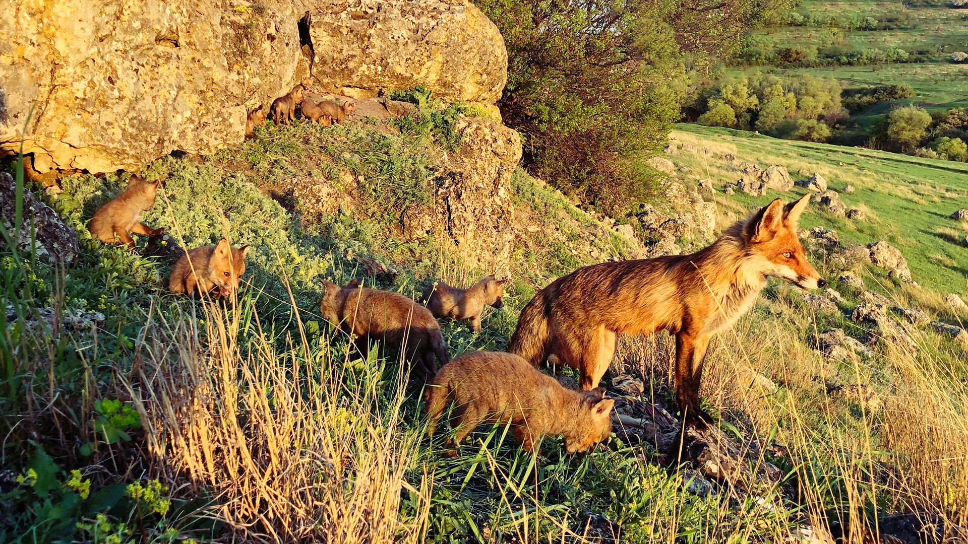 Многодетная лиса. смотреть онлайн