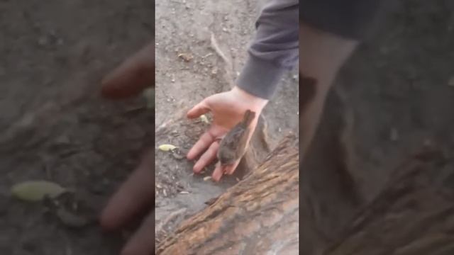 Воробья приручили смотреть онлайн