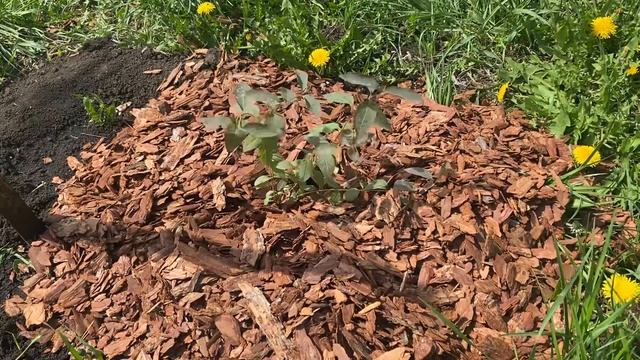 Новые сорта жимолости. 30 апреля 2023 года. Самарская область смотреть онлайн