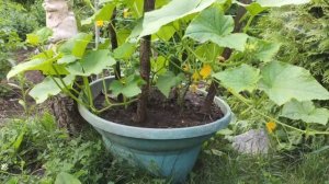 Выращивание огурцов в бочке или других ёмкостях!!!