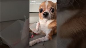Не корона бро Надоел тренд🔥🔥🔥