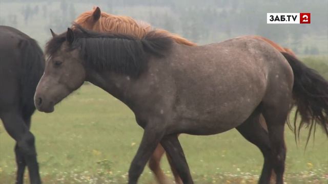 Фермер в Читинском районе обещает зарезать скот и сжечь ферму смотреть онлайн