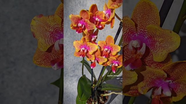 Phal. Sogo Lawrence butterfly 🧡 Яркая рыжая восковая орхидея бабочка Сого Лоуренс | Ароматный сорт смотреть онлайн