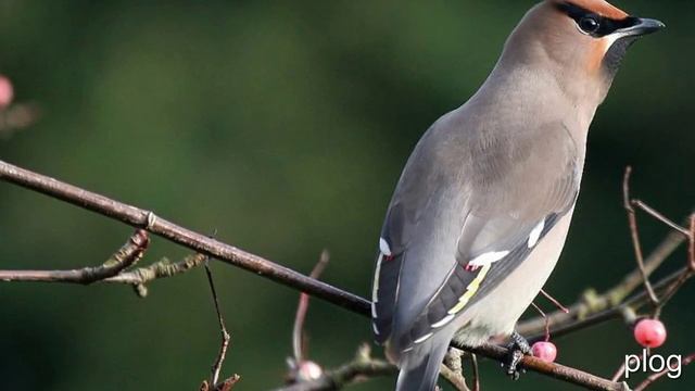 красивые анимации с днем рождения смотреть онлайн