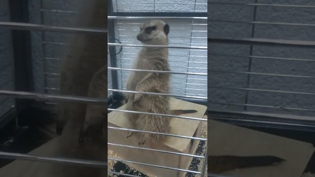 Суслик засыпает стоя смотреть онлайн