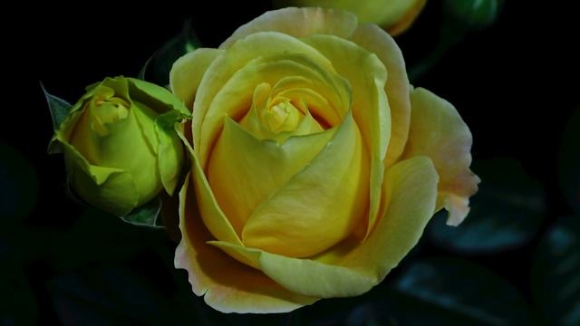 Как распускается роза Кэндллайт (Чайно гибридная)Тimelapse Rose 4К.Candlelight (Tantau 1994) смотреть онлайн