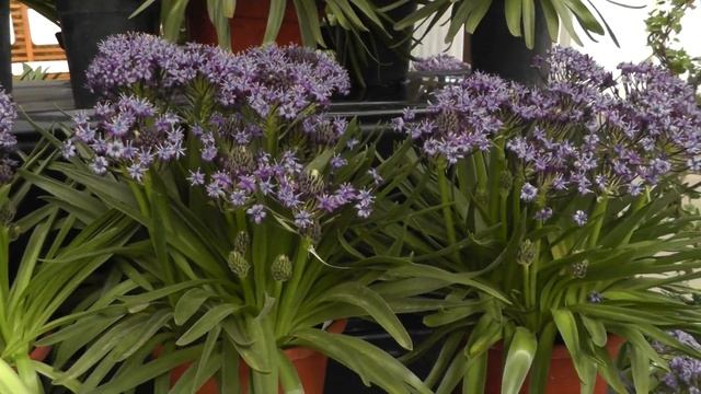 Scilla Peruviana (Peruvian Lily) - Flower Bulbs