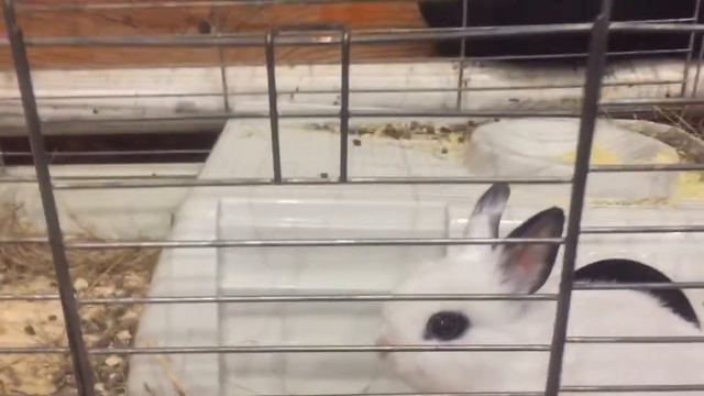 Кролик 🐇 бесится