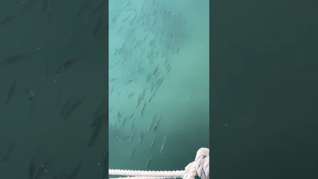 Стайка рыбок в море плавает вдоль берега, выпрыгивая из воды смотреть онлайн