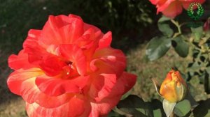 Роза Апельсин Лимон. Питомник ? и ? Е. Иващенко