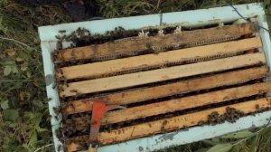 БОРТЕВОЙ МЁД от ДИКИХ ПЧЁЛ