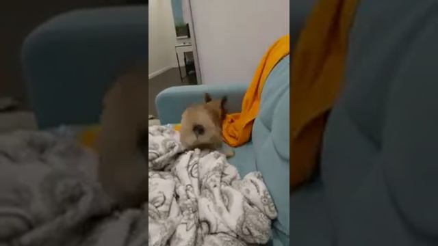 Собачка по имени Гектор скажите класная смотреть онлайн