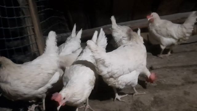 ?Очки от расклева, нужны ли они в хозяйстве?? смотреть онлайн
