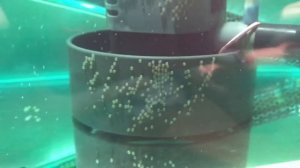 РАЗВЕДЕНИЕ СКАЛЯРИЙ | Первые 7 дней после нереста