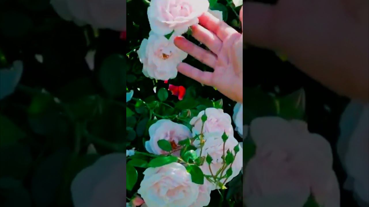 Роза Нью Дон New Dawn смотреть онлайн