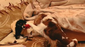 Кавалер Кинг Чарльз спаниель 💝💝