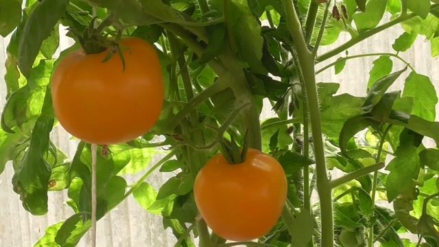 ТОМАТ ЛИМОНЧИКИ. Обзор. Ольга Чернова. смотреть онлайн