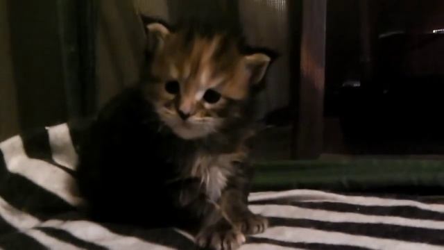 ЛИРИКУМ Шагане 3 недели - черная мраморная черепаха мейн-кун смотреть онлайн