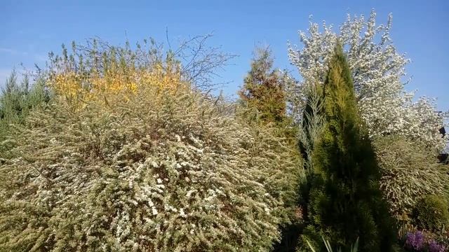 Груши в цвету. Спасибо мужу :))) смотреть онлайн