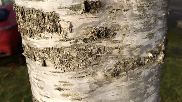 Downy Birch (Betula pubescens) - bark close up - January 2018 смотреть онлайн