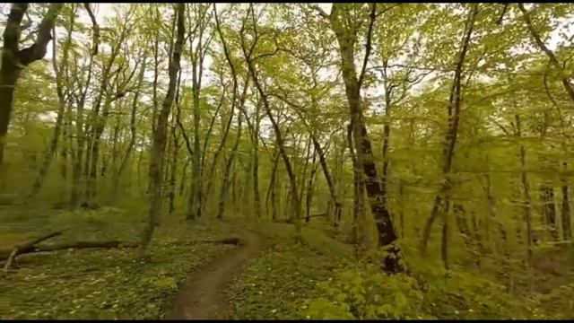Лес предгорий Кавказа смотреть онлайн
