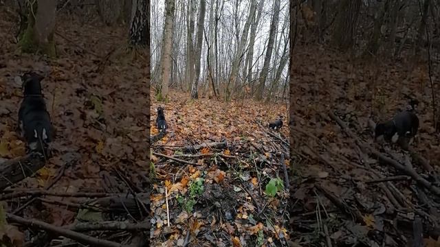 БЫЛИ В ЛЕСУ ГУЛЯТЬ ТАКСА БАКСИК И ТУЗИК,🐕🦺🐕🦺 смотреть онлайн