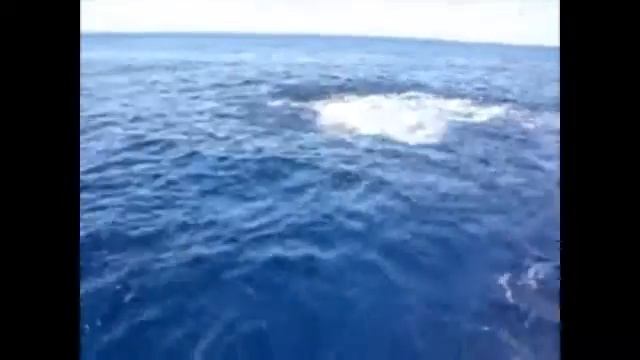 Adventure Tours Puerto Aventuras смотреть онлайн