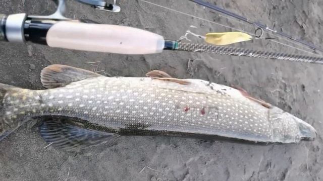 Первая в моей жизни трофейная щука! смотреть онлайн