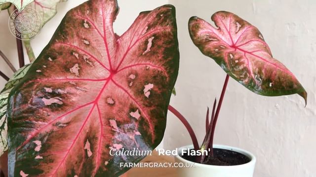 Caladium 'Red Flash' - FarmerGracy.co.uk смотреть онлайн