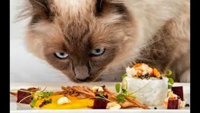 choice корм для кошек смотреть онлайн