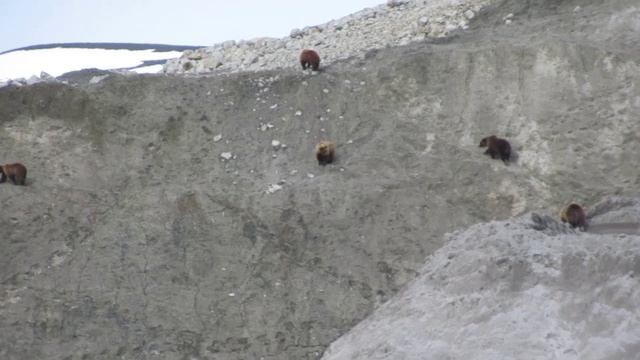 медведи смотреть онлайн