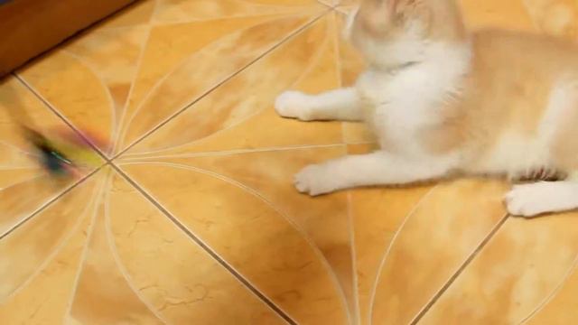 Копия видео "Кремовый с белым биколор британец" смотреть онлайн