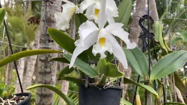 Уход за Саркохилусом. Не мокро, не сухо. Новое Цветение. Rlc. Dzeng Wen Dragon x C. Tenebrosa смотреть онлайн