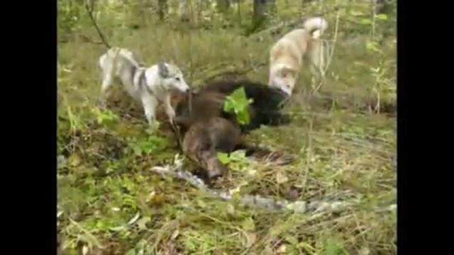 Охота в Ханты-Мансийском округе смотреть онлайн