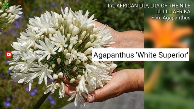 LILI AFRIKA Part 5 | AFRICAN LILY VARIETIES | LILY OF THE NILE | Agapanthus | Plant id смотреть онлайн