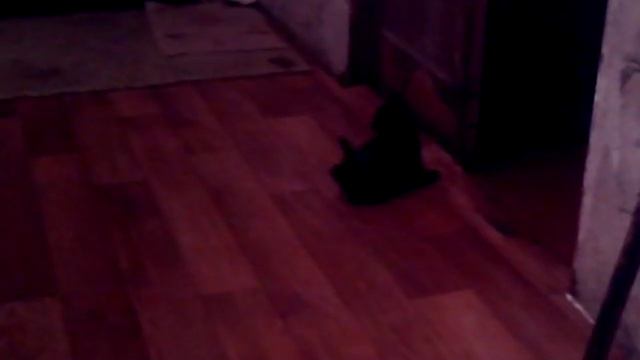 Котейку бьет бит )) смотреть онлайн