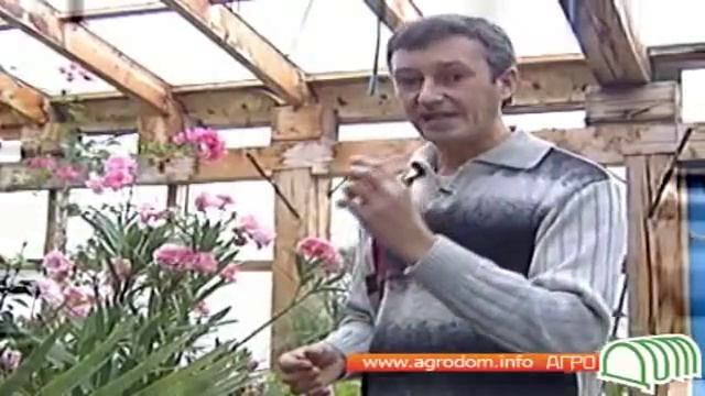 Тропические растения - олеандр