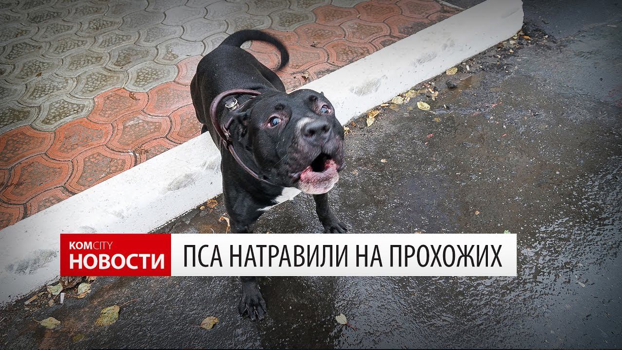 Komcity Новости — Собаку натравили на прохожих, 16 октября 2016 смотреть онлайн
