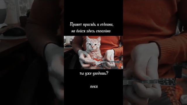 котенок играет на гитаре #cat #music #meme смотреть онлайн